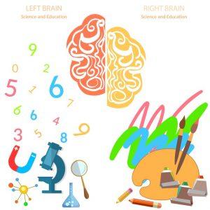 brain 179 300x300 Left and right side of the brain logic and creativity education back to school sciences and arts vector banners